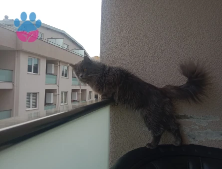 Paşa'ya Eş arıyoruz