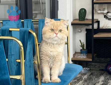 British longhair 2 Yaşında Eş Arıyorum