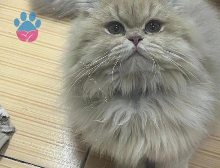 British longhair 2 Yaşında Eş Arıyorum