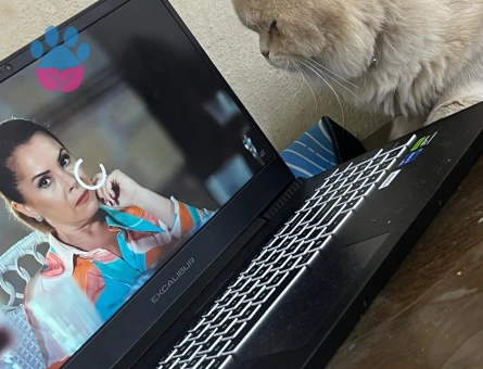 British longhair 2 Yaşında Eş Arıyorum