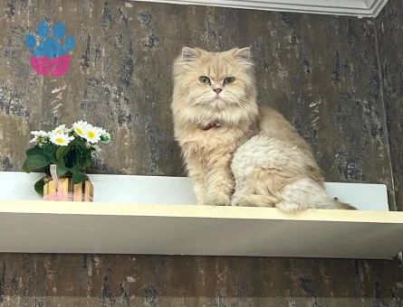 British longhair 2 Yaşında Eş Arıyorum