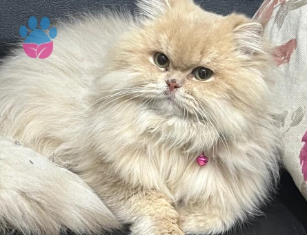 British longhair 2 Yaşında Eş Arıyorum