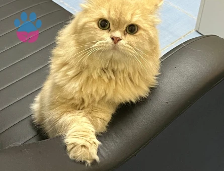 British longhair 2 Yaşında Eş Arıyorum