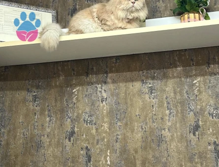 British longhair 2 Yaşında Eş Arıyorum