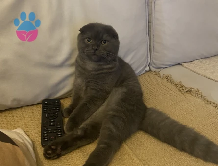 8 aylık erkek kedime eş arıyorum