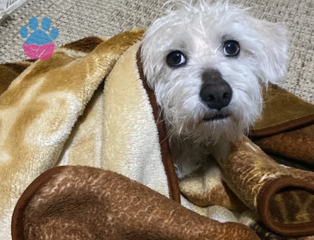 5 YAŞINDA MALTESE TERRİER ERKEK