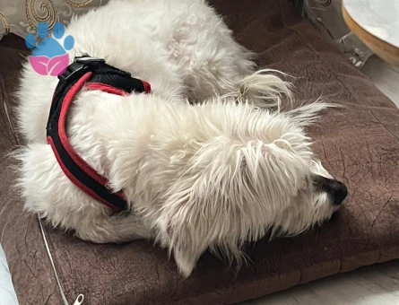 5 YAŞINDA MALTESE TERRİER ERKEK