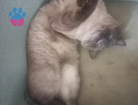 British Shorthair 2 Yaşında Eş Arıyor