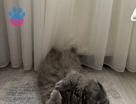 Scottish Fold 11 Aylık Eş Arıyor