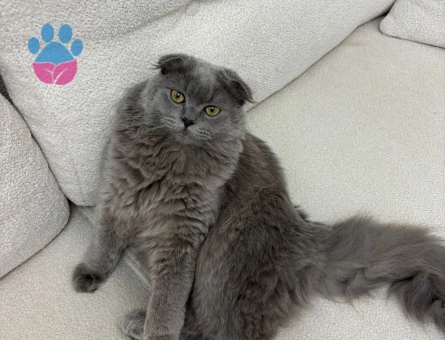 Scottish Fold 11 Aylık Eş Arıyor