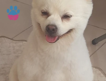 Spitz 4 Yaşında Eş Arıyor