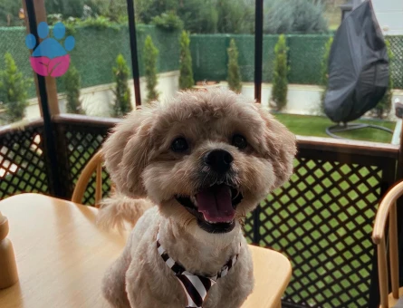 Maltipoo Oğluma eş arıyorum
