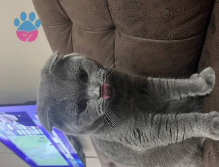Scottish Fold 1 Yaşında Eş Arıyor