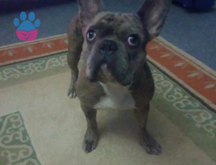 French buldog blue marlin