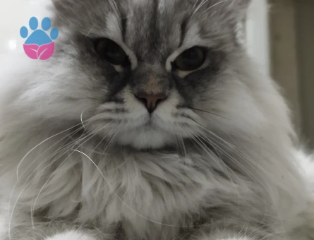 10 Aylık British Longhair