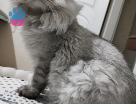 10 Aylık British Longhair