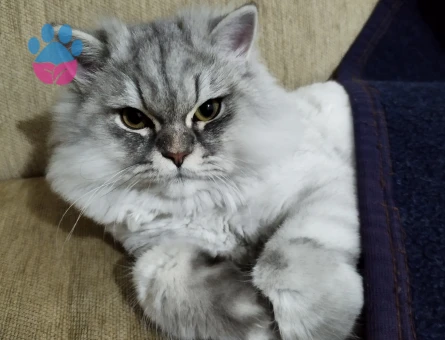 10 Aylık British Longhair