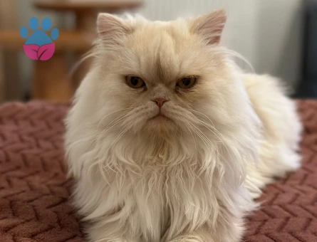 Chinchilla Yulaf eş arıyor