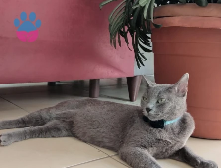 Siyam Kedime Eş Arıyorum 1 Yaşında