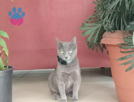 Siyam Kedime Eş Arıyorum 1 Yaşında