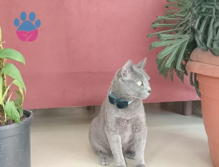 Siyam Kedime Eş Arıyorum 1 Yaşında