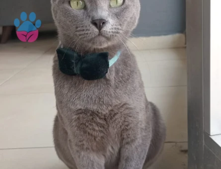 Siyam Kedime Eş Arıyorum 1 Yaşında