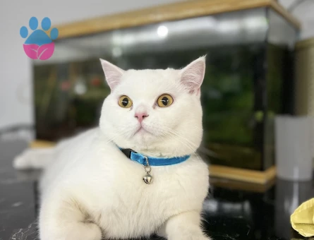 Scottish Fold 11 Aylık Yakışıklı Oğlum