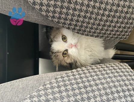 Scottish Fold Oğlumuz Sirius için eş arıyoruz