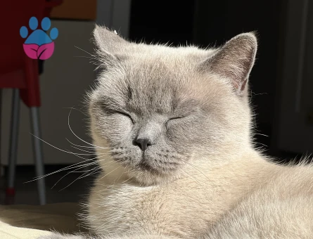 Çiftleştirmek için Erkek kedi arıyoruz