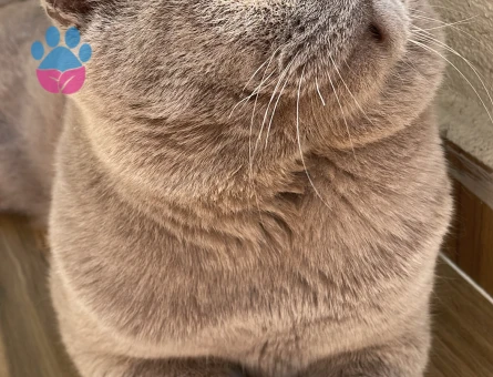 LİLAC SCOTTİSH OĞLUMA EŞ ARIYORUM