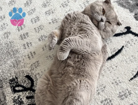 LİLAC SCOTTİSH OĞLUMA EŞ ARIYORUM