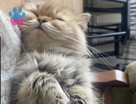 British longhair golden shaded