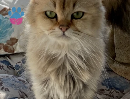 British longhair golden shaded