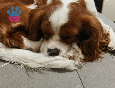 Saf kan oğluma eş arıyorum