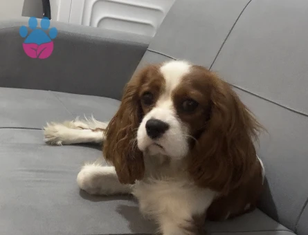 Saf kan oğluma eş arıyorum