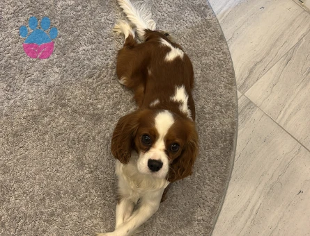 Saf kan oğluma eş arıyorum