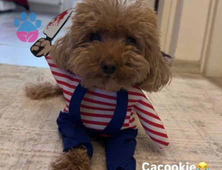 3 yaşında Rusyadan özel gelen podel yavrumuza Dişi eş arıyoruz