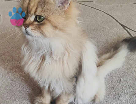 British Longhair dişi eş arıyoruz