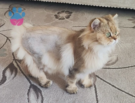 British Longhair dişi eş arıyoruz