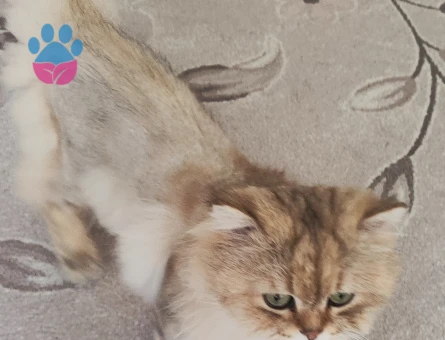 British Longhair dişi eş arıyoruz