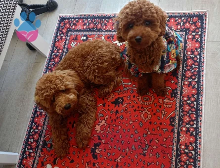 Yakışıklı oğlumuza eş arıyoruz -SAFKAN -2.700KG