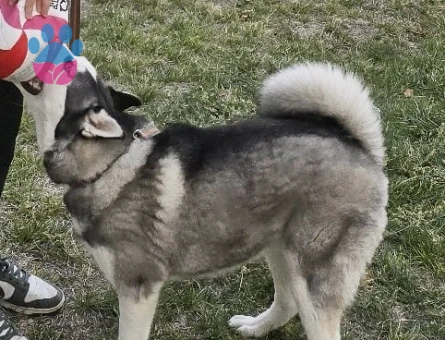 Sibirya Kurdu 1,5 Yaşında Dİşi Kızgınlıkta