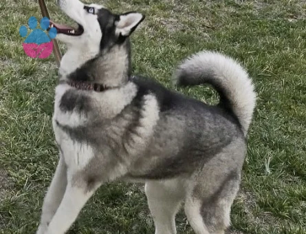 Sibirya Kurdu 1,5 Yaşında Dİşi Kızgınlıkta