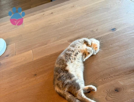 British Shorthair 1 Yaşında Dişi