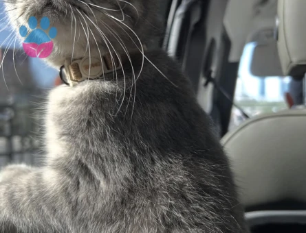 British Shorthair 1 Yaşında Dişi