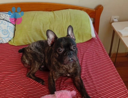French Bulldog Yakışıklı Oğluma Eş Arıyorum