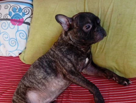 French Bulldog Yakışıklı Oğluma Eş Arıyorum