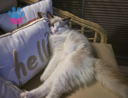 Ragdoll Erkek Kızgınlıkta Eş Arıyor