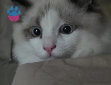 Ragdoll Erkek Kızgınlıkta Eş Arıyor