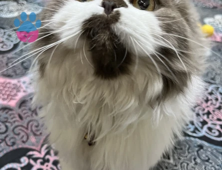 Scottish Fold 1 Yaşında Kızgınlıkta